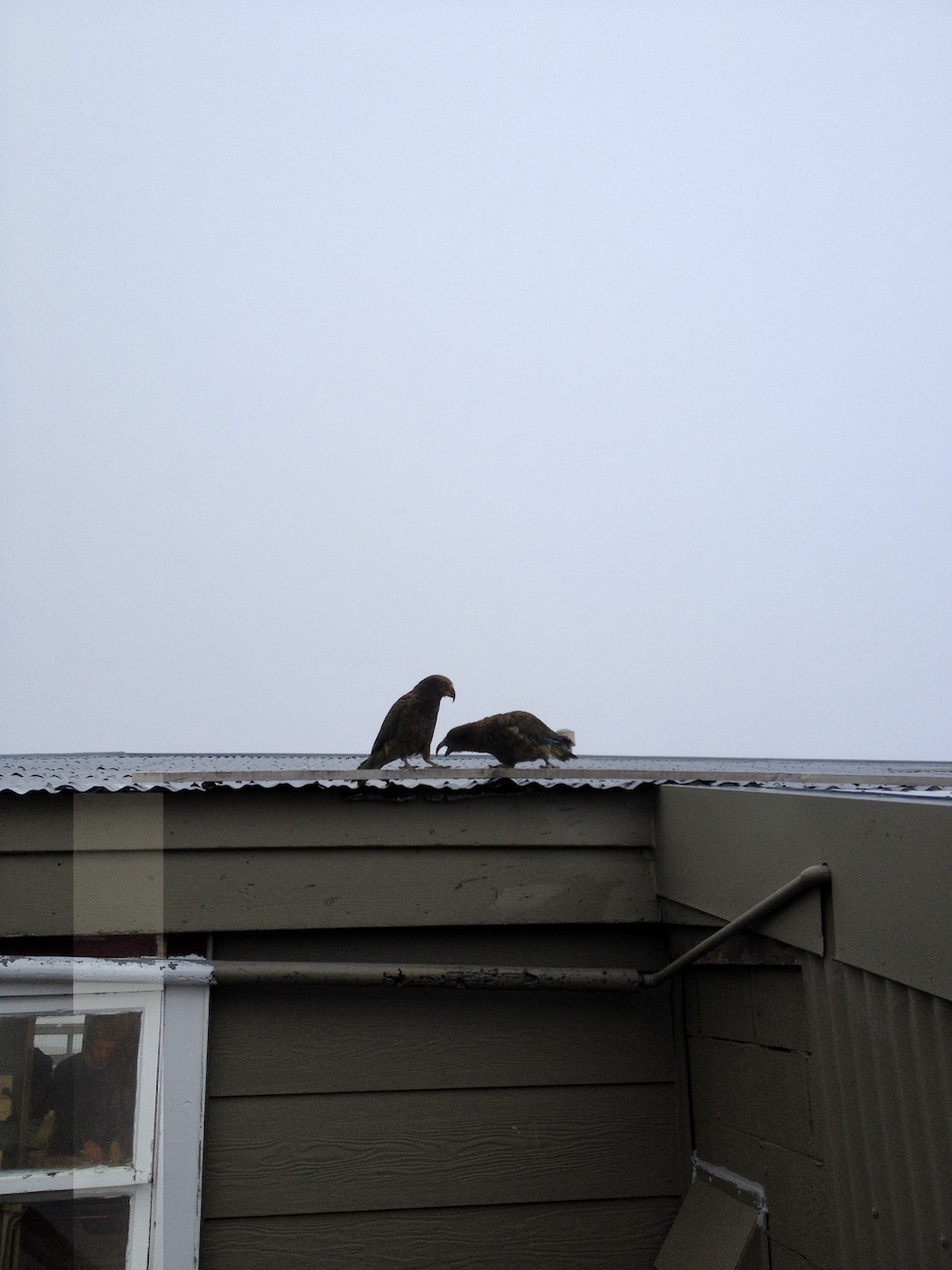 Two Kea preen each other on top of the kitchen roof